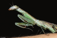 Orthoderella major