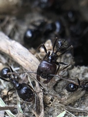 Messor barbarus