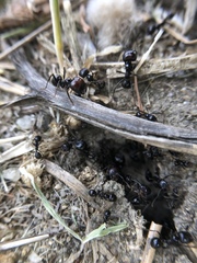 Messor barbarus
