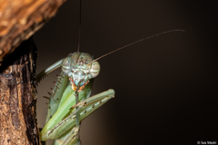 Orthoderella major