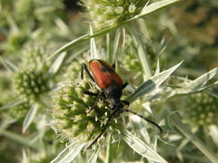 Stictoleptura cordigera