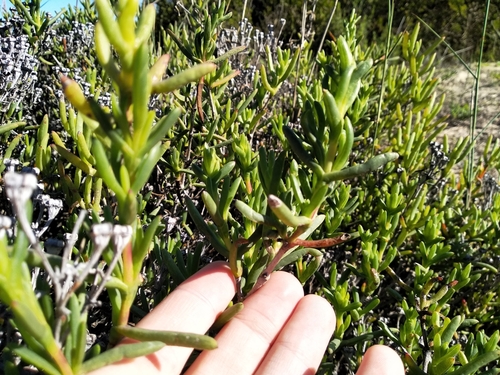 Image of Ruschia macowanii by (c) De Waal Hugo, some rights reserved (CC BY)