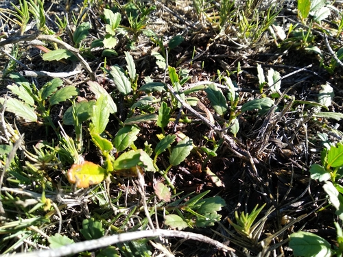 Image of Hermannia procumbens by (c) De Waal Hugo, some rights reserved (CC BY)
