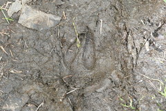 Capreolus