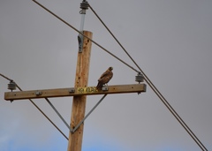 Buteo jamaicensis
