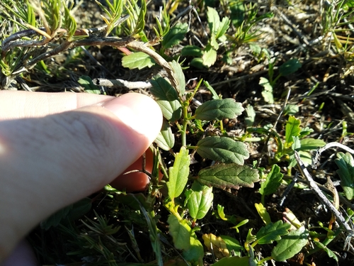 Image of Hermannia procumbens by (c) De Waal Hugo, some rights reserved (CC BY)