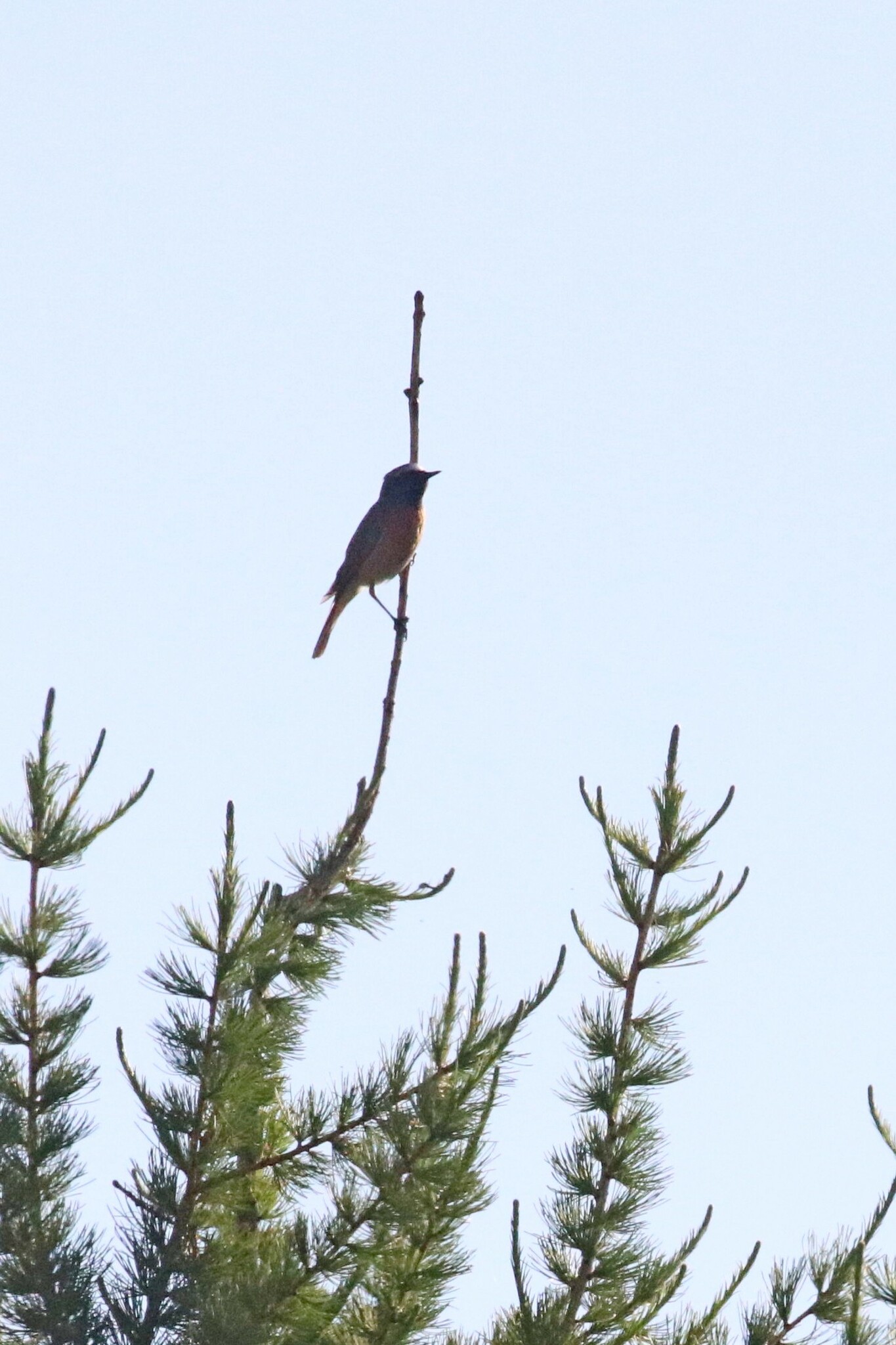 Common Redstart