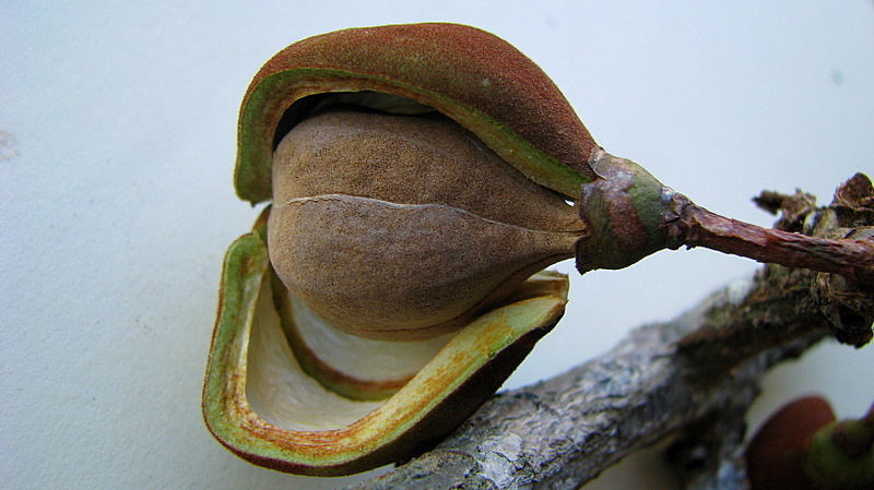 Eriotheca obcordata