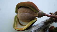 Eriotheca obcordata