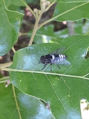 Tabanus trimaculatus