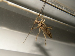 Elytrimitatrix undata