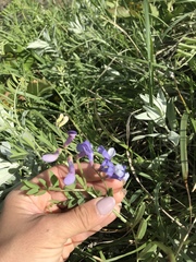 Vicia ludoviciana