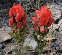 Castilleja nervata