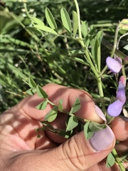 Vicia ludoviciana