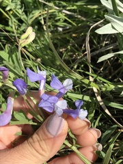 Vicia ludoviciana