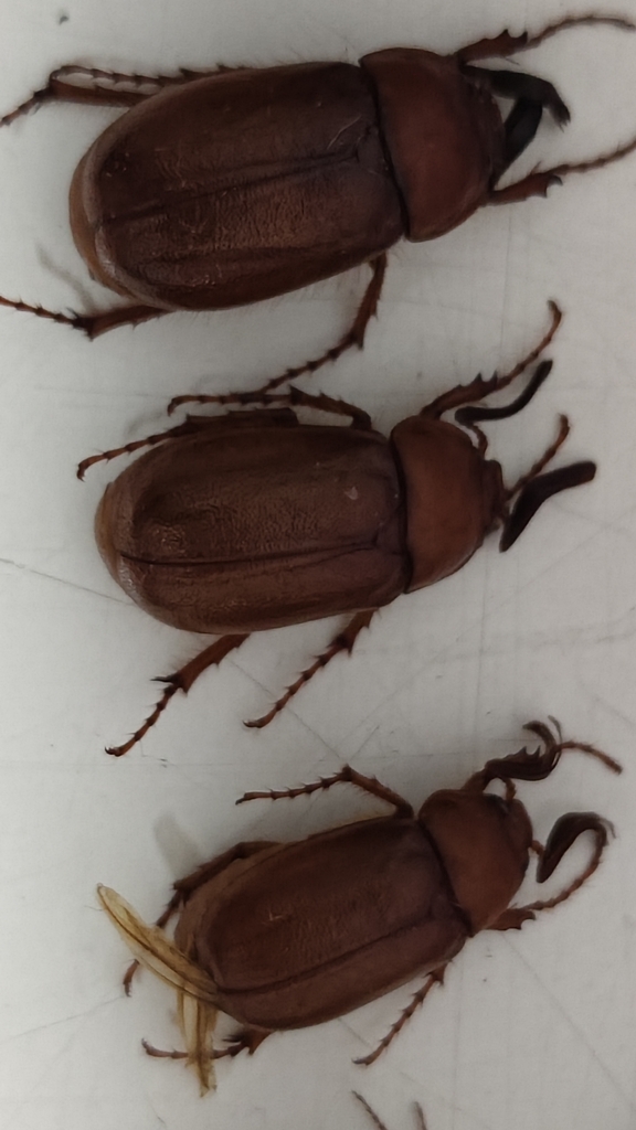 Megistophylla grandicornis