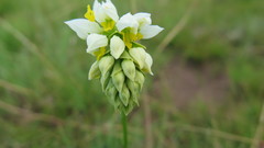 Schizochilus flexuosus