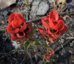 Castilleja nervata