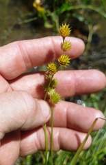 Carex shinnersii
