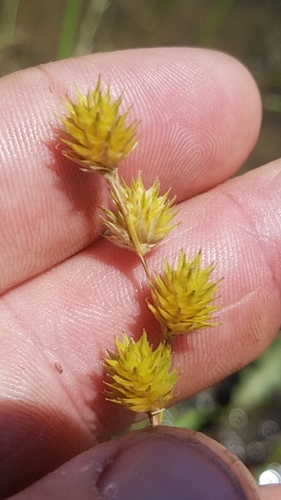 Shinner's sedge (Carex shinnersii)