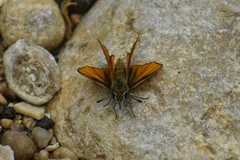 Heteropterinae