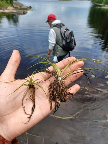 northern quillwort (Isoetes septentrionalis)