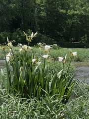 Hymenocallis coronaria