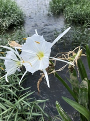 Hymenocallis coronaria