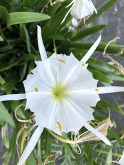 Hymenocallis coronaria