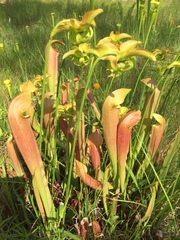Sarracenia