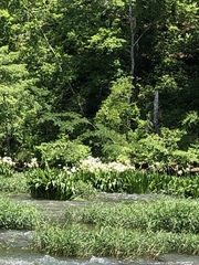Hymenocallis coronaria