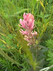 Castilleja purpurea