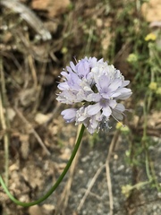 Gilia capitata