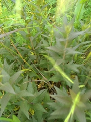 Castilleja purpurea