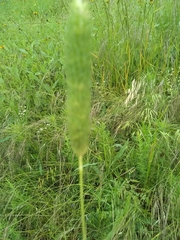 Phalaris caroliniana