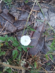 Evolvulus sericeus