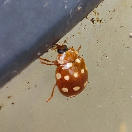 Cream-spotted Ladybird, 9718 MR Groningen, Netherlands, photo 9 of 10