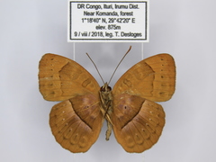 Euriphene goniogramma