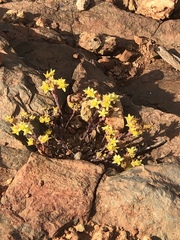 Dudleya variegata