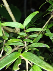 Coprosma colensoi