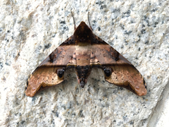 Amplypterus panopus