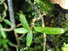 Coprosma colensoi