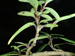 Coprosma colensoi