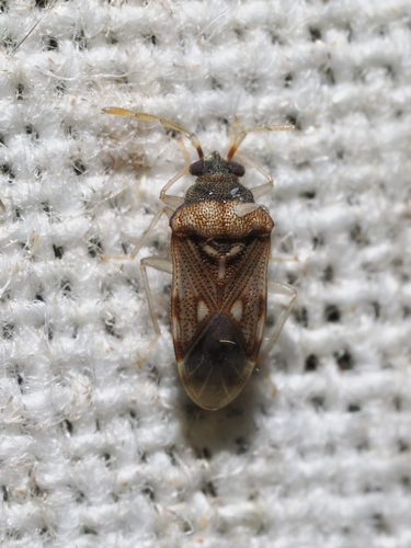 Entisberus archetypus observed 2024-05-05