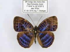 Euriphene goniogramma