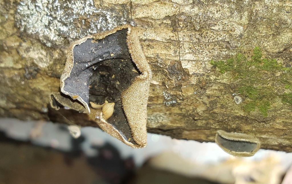 Auricularia nigricans · April 2019 · photo: © alessandradalia (iNaturalist, cc-by-sa)