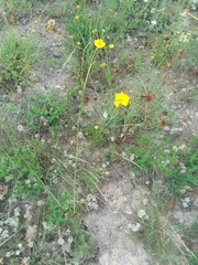 Thelesperma simplicifolium