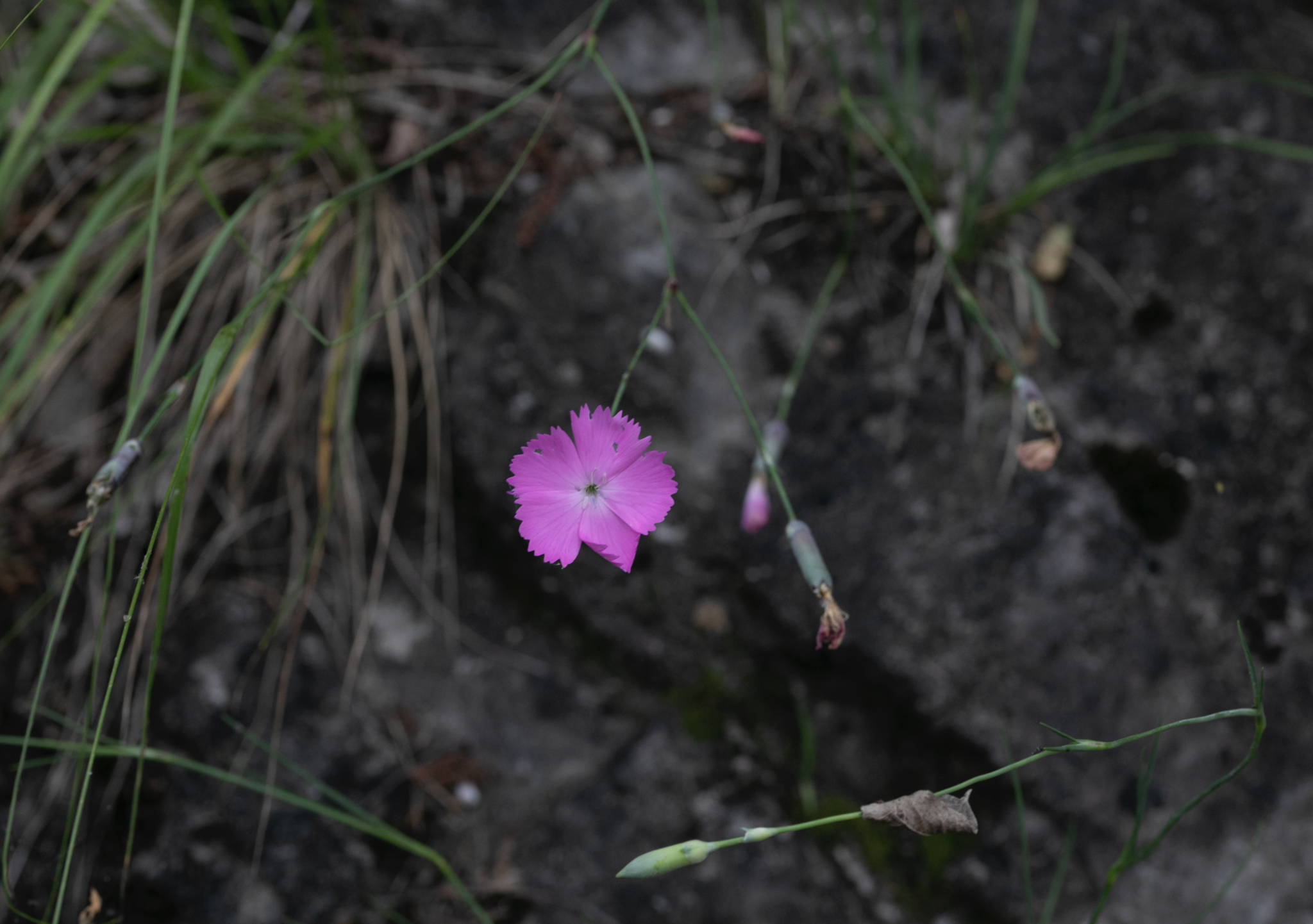 Image of Dianthus inodorus by (c) Paolo Zucca, some rights reserved (CC BY)