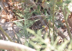 Aspidoscelis hyperythrus beldingi