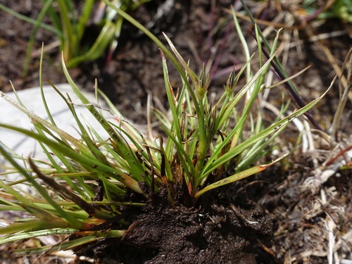Juncus foliosus